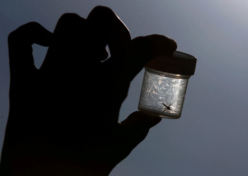 &copy; Reuters. FILE PHOTO: A mosquito (Culicidae) is caught in a plastic box in the eastern German town of Leipzig July 10, 2013. REUTERS/Tobias Schwarz//File Photo