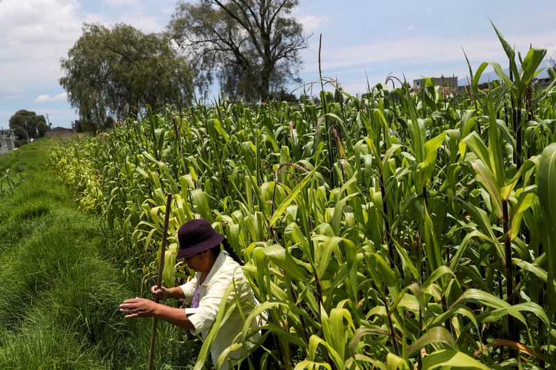 © Reuters. FILE PHOTO: A small grain farmer cleans corn plants on her farm at La Constitucion Totoltepec neighbourhood, in Toluca, Mexico, August 3, 2022. REUTERS/Edgard Garrido/File Photo