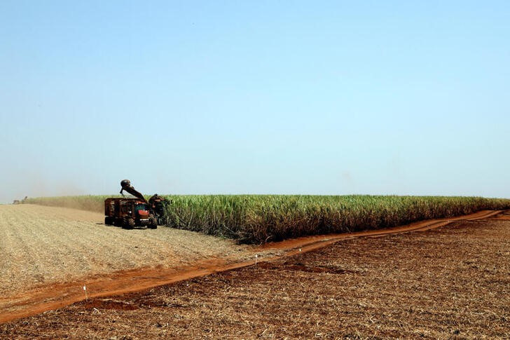 &copy; Reuters. Imagen de archivo de una máquina cosechando caña de azúcar en un campo de Sao Martinho, en Pradópolis, Brasil. 13 septiembre 2018. REUTERS/Paulo Whitaker