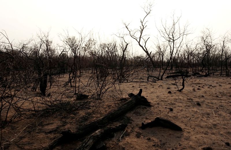 &copy; Reuters. Vista de floresta queimada na Área de Conservação Ecológica da Nação Guarani Nembi Guasu na região de Charagua, uma área onde incêndios florestais destruíram hectares de floresta, em Charagua, Bolívia
23/08/2019
REUTERS/David Mercado