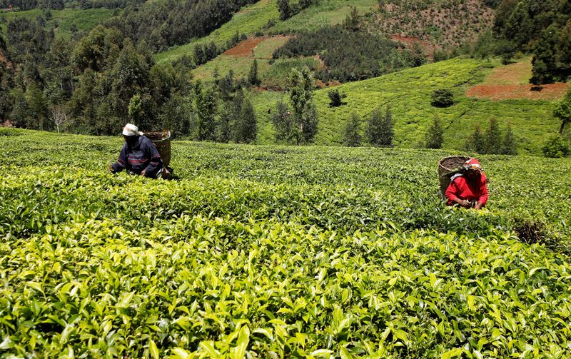 &copy; Reuters. Workers pick green tea at a plantation in Githunguri, Kiambu County, Kenya June 8, 2023. REUTERS/Monicah Mwangi