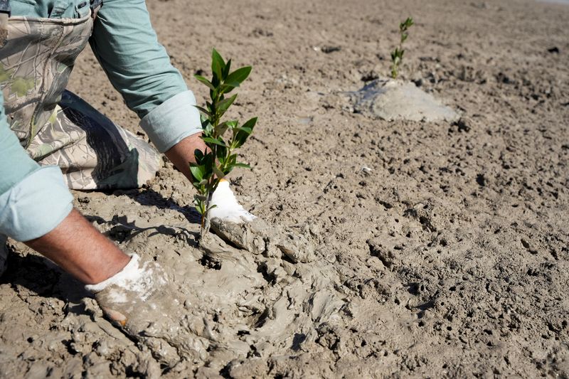 &copy; Reuters. المهندس أيمن الرباعي يزرع شتلات أشجار المانجروف في سهول طينية بالبصرة في العراق يوم 21 يونيو حزيران 2023. تصوير: عصام السوداني - رويترز.