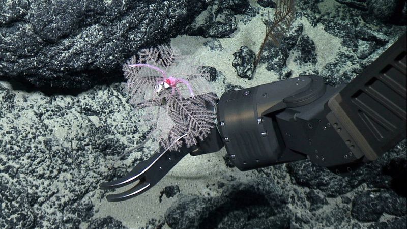 &copy; Reuters. FOTO DE ARCHIVO. La nueva especie de coral negro Umbellapathes litocrada se ve en esta foto de folleto de 2015 obtenida por Reuters el 28 de octubre de 2020. Oficina de Exploración Oceánica de la NOAA/Distribuida vía REUTERS