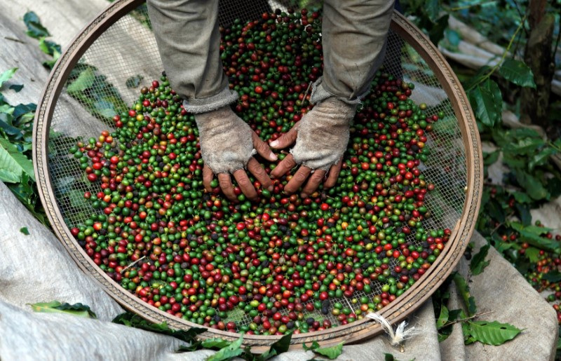 © Reuters. FOTO DE ARCHIVO: Un trabajador selecciona granos de café de las plantas de café durante una cosecha en una granja en Espirito Santo do Pinhal, 200 km al este de Sao Paulo. Fotografía tomada el 18 de mayo de 2012. REUTERS/Nacho Doce