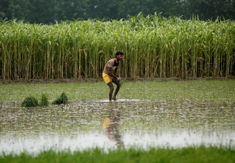 © Reuters. Agricultor planta mudas de arroz ao lado de plantação de cana-de-açúcar em um campo em Shamli, Índia
19/07/2014
REUTERS/Anindito Mukherjee