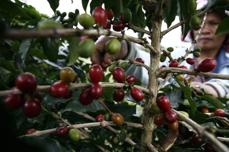 &copy; Reuters. Café de Sumatra
25/03/2011
REUTERS/Y.T. Haryono