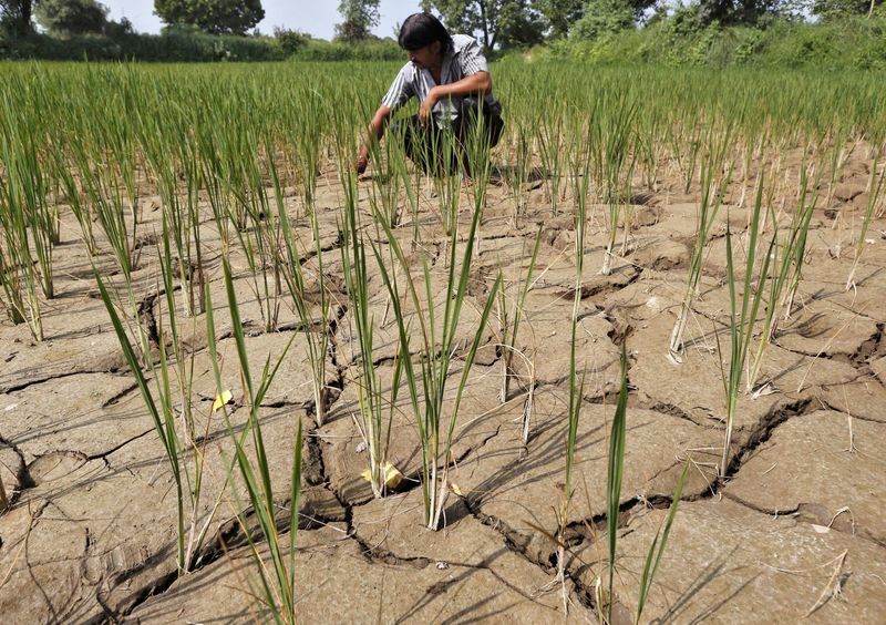 &copy; Reuters. Un agriculteur retire des plantes séchées de sa rizière desséchée dans la banlieue d'Ahmedabad, en Inde. /Photo prise le 8 septembre 2015/REUTERS/Amit Dave