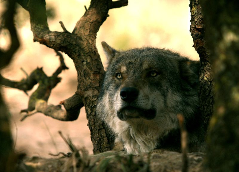 &copy; Reuters. FILE PHOTO: A wolf looks up in Lobopark in Antequera, southern Spain December 26, 2004. Lobopark is a theme park for wolves where four packs of different species, european, timber, polar and iberian, all live. The owner is a German called Daniel Weigend w