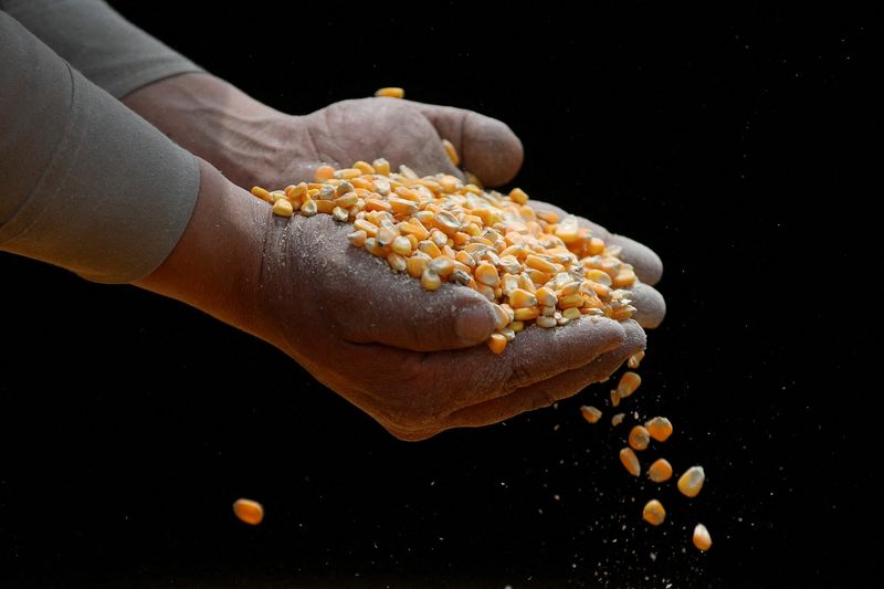 © Reuters. Un ouvrier inspecte du maïs OGM, au Mexique. /Photo prise le 15 mars 2023/REUTERS/Raquel Cunha