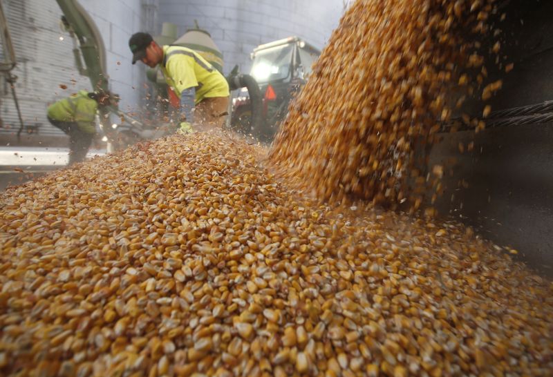&copy; Reuters. FOTO DE ARCHIVO: Trabajadores vacían granos de maíz de un contenedor de grano en DeLong Company en Minooka, Illinois, 24 de septiembre de 2014. REUTERS/Jim Young