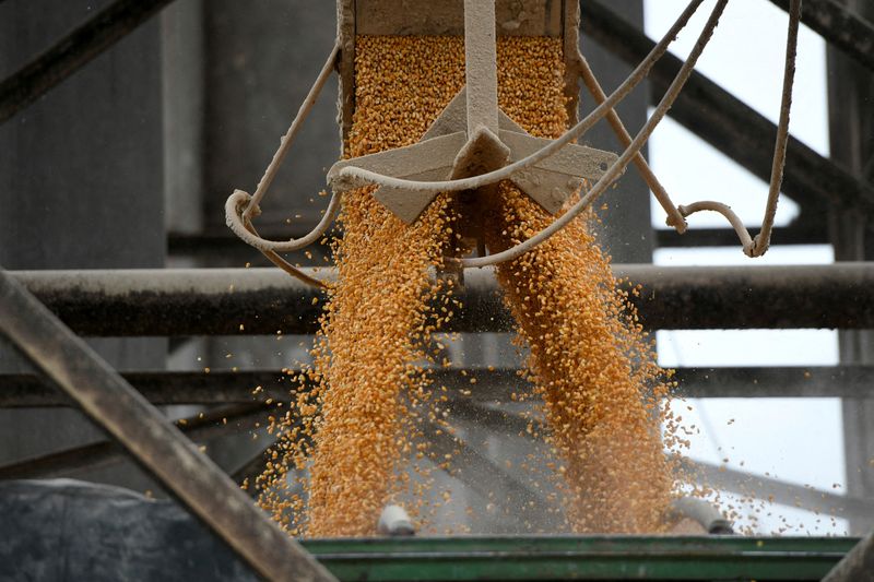 &copy; Reuters. FILE PHOTO: A trailer truck is loaded with yellow corn imported from Brazil at a warehouse in the port of Tuxpan, in Veracruz state, Mexico September 23, 2022. REUTERS/Yahir Ceballos/File Photo