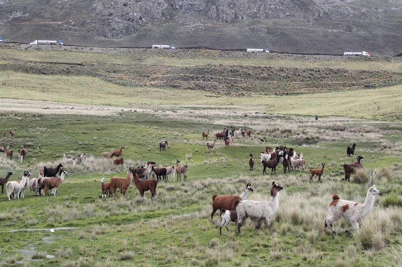 &copy; Reuters. FOTO DE ARCHIVO. Camiones de la mina Las Bambas circulan por el corredor minero entre Sayhua y Capacmarca, cerca de Capacmarca, Perú, 19 de enero de 2022. REUTERS/Sebastian Castañeda