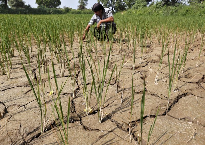 &copy; Reuters. Campo de arroz seco nos arredores de Ahmedabad, Índia