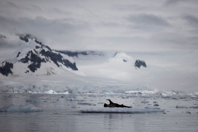 &copy; Reuters. Uma foca é vista em gelo que flutua perto da Baía Fournier, na Antártida
03/02/2020
REUTERS/Ueslei Marcelino