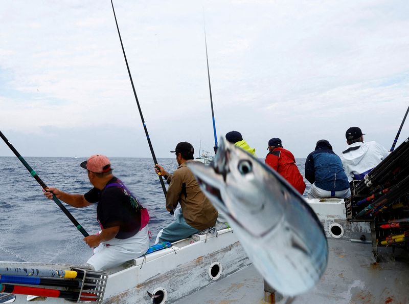 &copy; Reuters. FOTO DE ARCHIVO. Miembros de la tripulación del barco de pesca de katsuo (atún listado) Nakajomaru capturan katsuo utilizando el tradicional ipponzuri (método de pesca con una sola caña), en la bahía de Tosa, prefectura de Kochi, Japón. 15 de mayo d