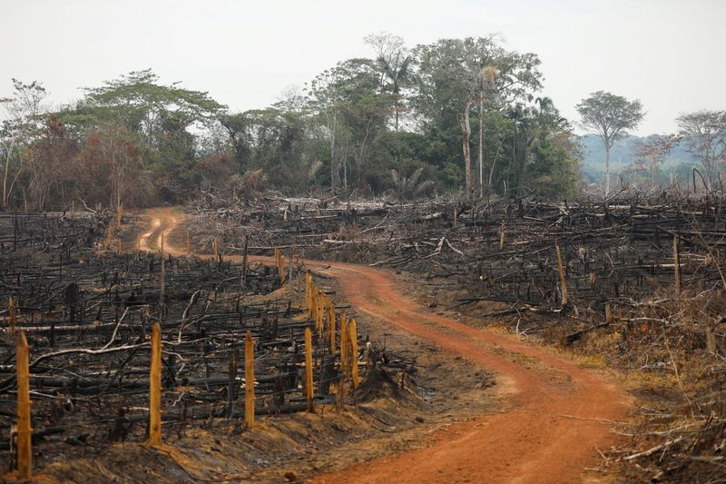 Colombia says deforestation fell 29% in 2022