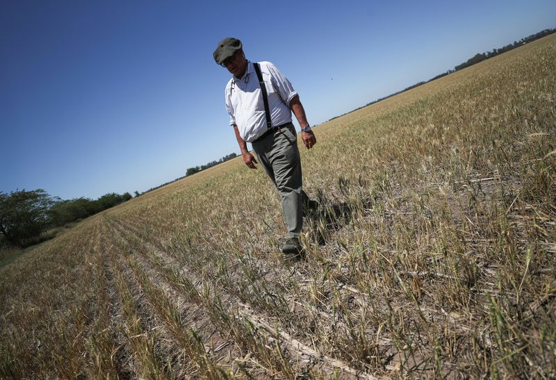 &copy; Reuters. Produtor de trigo caminha por plantação na Argentina
05/12/2022
REUTERS/Agustin Marcarian
