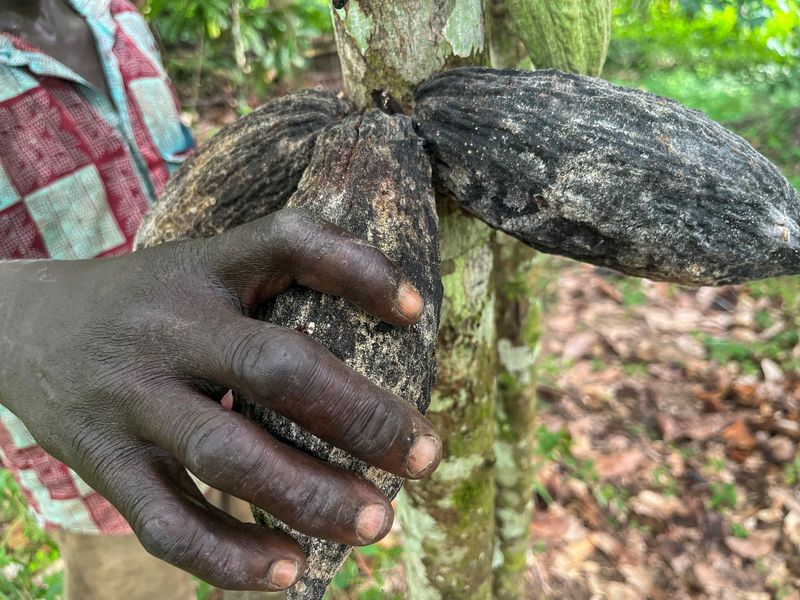 &copy; Reuters. Kouman Kouadio, 43, who owns four hectares of cocoa stands shows rotten cocoa pods after torrential rains that have been falling since mid May and are affecting cocoa production in all regions, at Akressi village in the Aboisso region, Ivory Coast  July 1