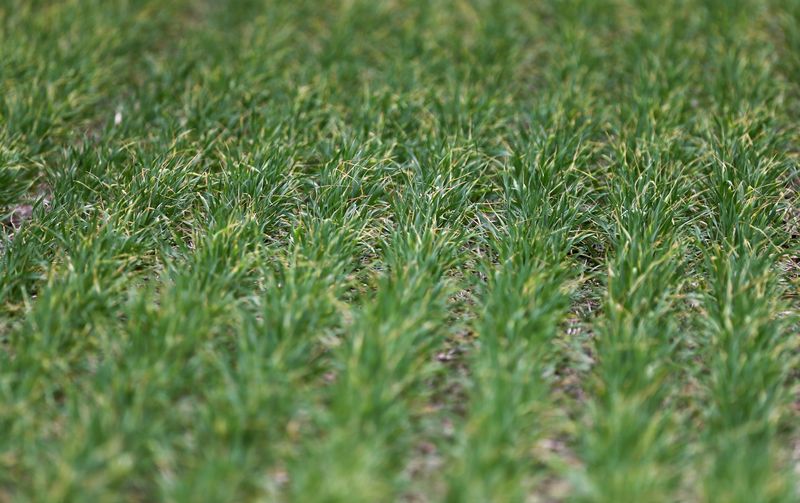 &copy; Reuters. Campos de trigo na província de Buenos Aires
30/09/2019
REUTERS/Agustín Marcarian