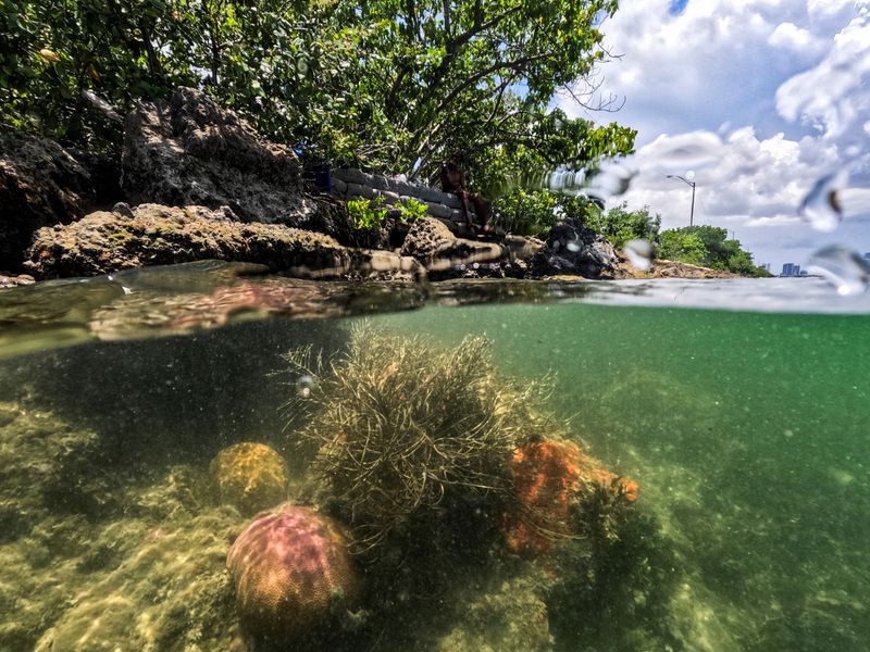 &copy; Reuters. شعاب مرجانية أسفل ميناء ميامي بولاية فلوريدا الأمريكية يوم  14 يوليو تموز 2023. تصوير: ماريا أليخاندرا كاردونا -رويترز.
