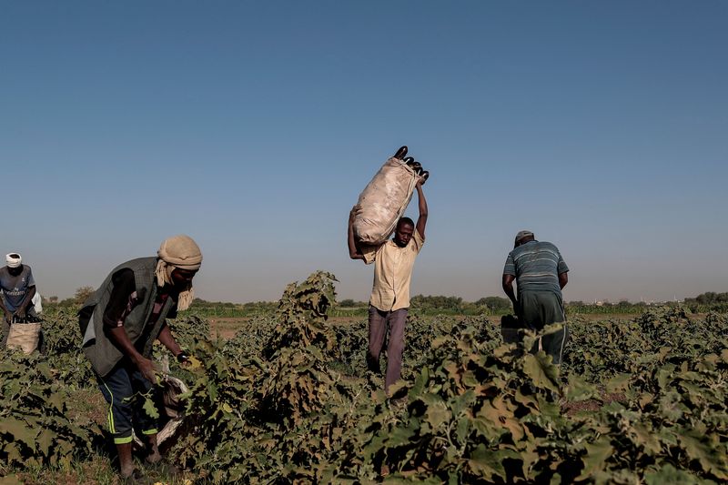 &copy; Reuters. مزارع سوداني يجمع محصول الباذنجان في حقله بالخرطوم في صورة من أرشيف رويترز.
