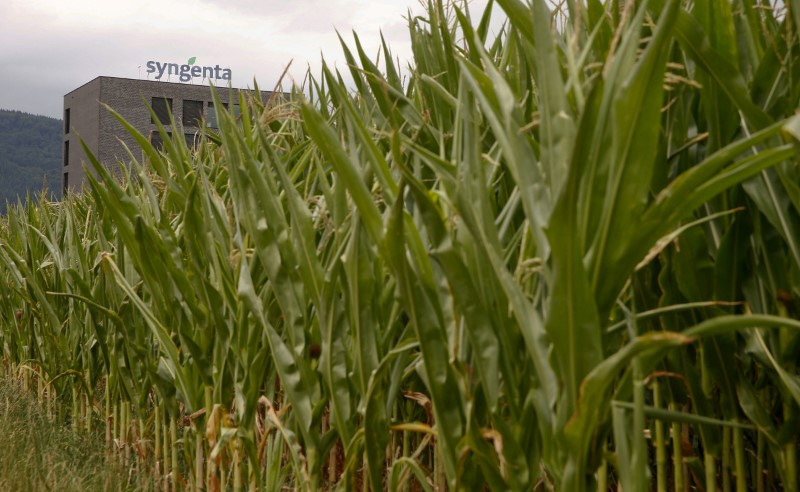 &copy; Reuters. FILE PHOTO: Corn grows on a field in front of a plant of Swiss agrochemicals maker Syngenta in the northern Swiss town of Stein July 23, 2015. REUTERS/Arnd Wiegmann