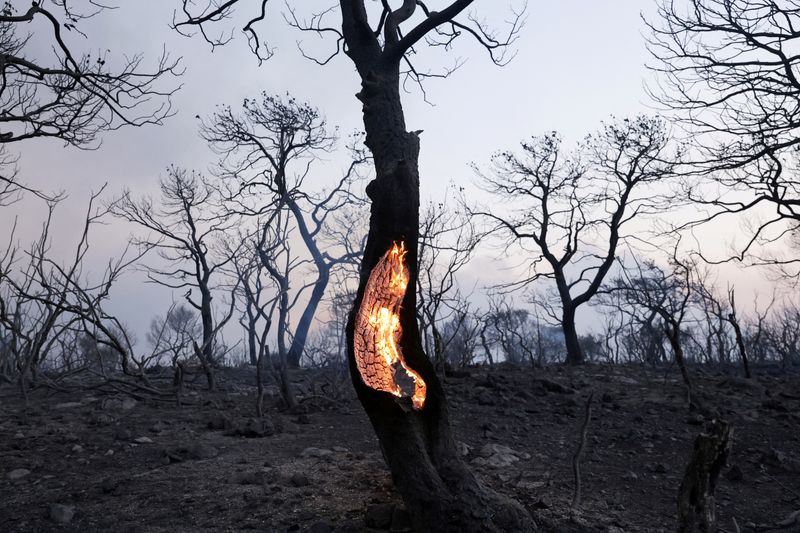 &copy; Reuters. النيران تلتهم شجرة ضمن حرائق الغابات في ماندرا قريبا من العاصمة اليونانية أثينا في 18 يوليو تموز 2023. تصوير: لويزا فرادي - رويترز 