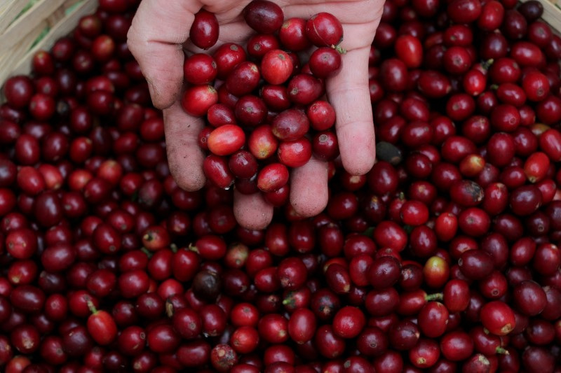 &copy; Reuters. FOTO DE ARCHIVO: Un hombre sostiene bayas de café en la plantación del Instituto Biológico en Sao Paulo, Brasil. 8 de mayo, 2021. REUTERS/Amanda Perobelli/Archivo