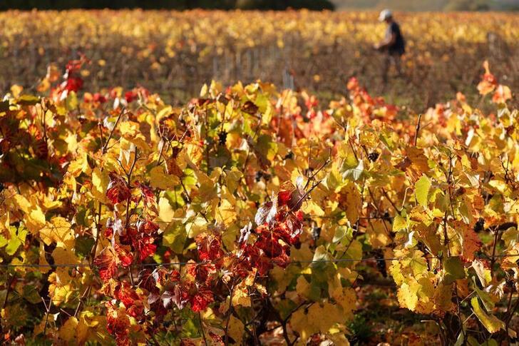 &copy; Reuters. 仏ワイン業界団体のシャンパーニュ委員会は１９日、今年のシャンパン販売と輸出が減少するとの予想を示した。写真は、シャンパーニュのブドウ畑の紅葉風景。２０２２年１１月２日に撮
