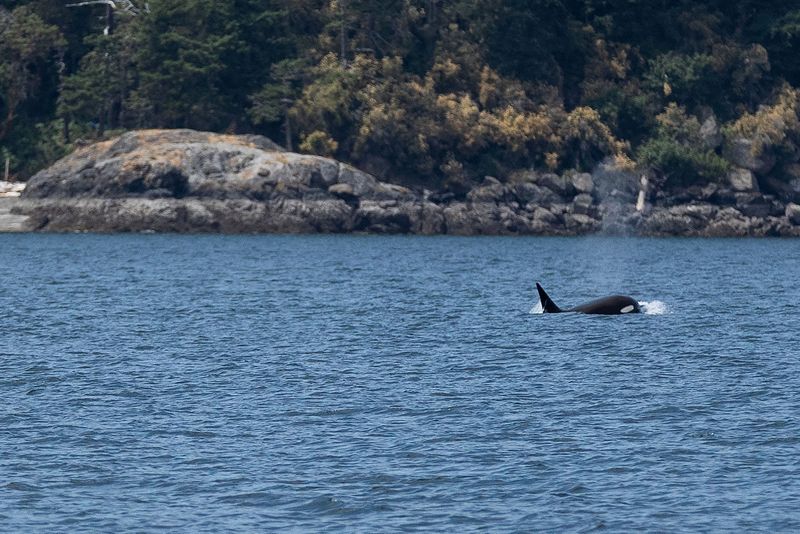 Malice, mischief or fad? Orca experts intrigued by boat bumpings