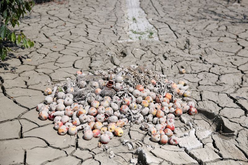 &copy; Reuters. FILE PHOTO: Apples lay in a field covered with cracked solidified mud, in the aftermath of deadly floods in Emilia-Romagna, in Forli, Italy June 1, 2023. REUTERS/Claudia Greco