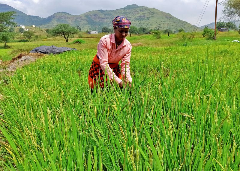 &copy; Reuters. Foto de archivo de una mujer cosechando arroz en un campo en la localidad de Karunj, en el estadio indio de Maharashtra
Oct 17, 2022. REUTERS/Rajendra Jadhav/ 