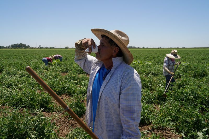 &copy; Reuters. FILE PHOTO: Agricultural worker Ernesto Hernandez takes a water break while enduring high temperatures in a tomato field, as a heat wave affects the region near Winters, California, U.S. July 13, 2023. REUTERS/Loren Elliott/File Photo