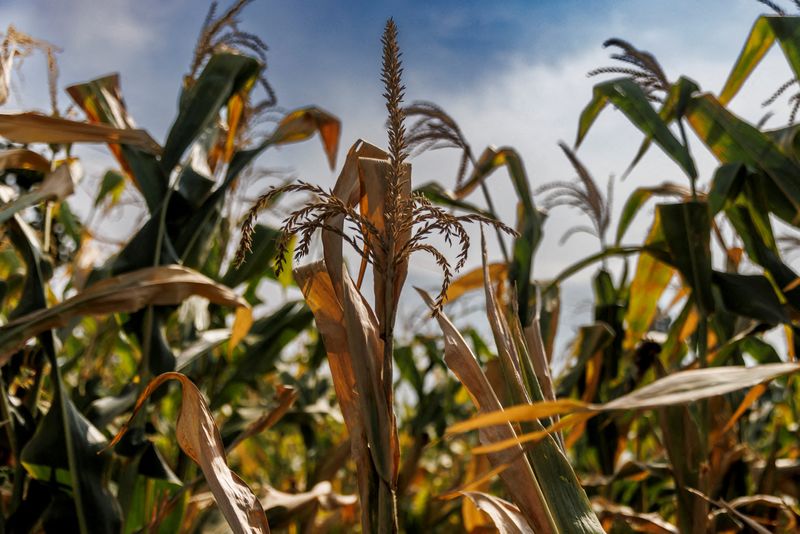 &copy; Reuters. Milho em campo afetado pela seca em Jiujiang