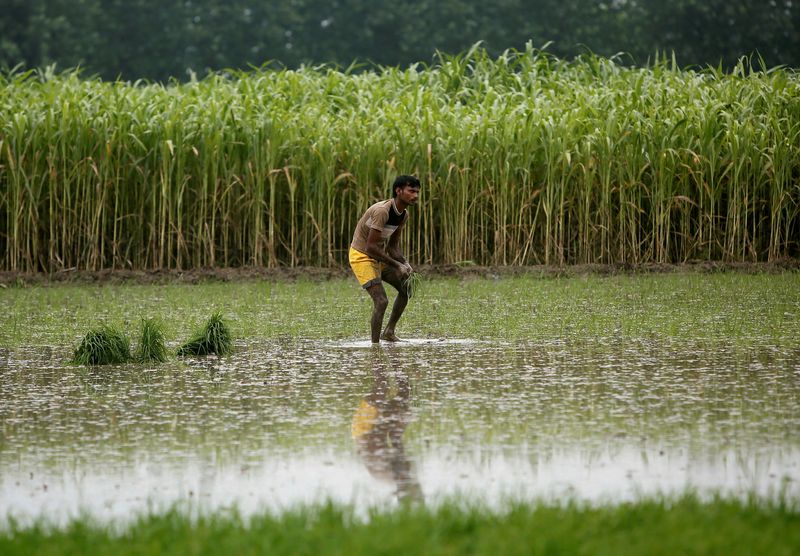 &copy; Reuters. Agricultor planta mudas de arroz ao lado de plantação de cana-de-açúcar em um campo em Shamli, Índia
19/07/2014
REUTERS/Anindito Mukherjee