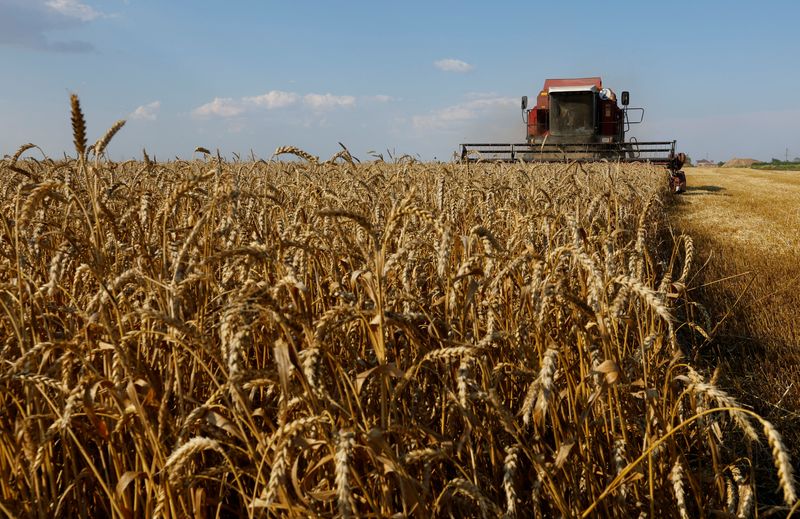 &copy; Reuters. FOTO DE ARCHIVO-Una cosechadora cosecha trigo en un campo de la región de Zaporizhzhia, Ucrania controlada por Rusia. 4 de julio de 2023. REUTERS/Alexander Ermochenko