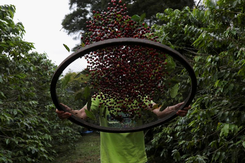 &copy; Reuters. FOTO DE ARCHIO-El voluntario Sergio Shigeeda trabaja con bayas de café en el Instituto Biológico de Sao Paulo, Brasil. 8 de mayo de 2021. Foto tomada el 8 de mayo de 2021. REUTERS/Amanda Perobelli