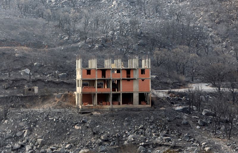 &copy; Reuters. Árboles quemados tras un incendio forestal en Bejaia, Argelia, 25 de julio de 2023. REUTERS/Ramzi Boudina    