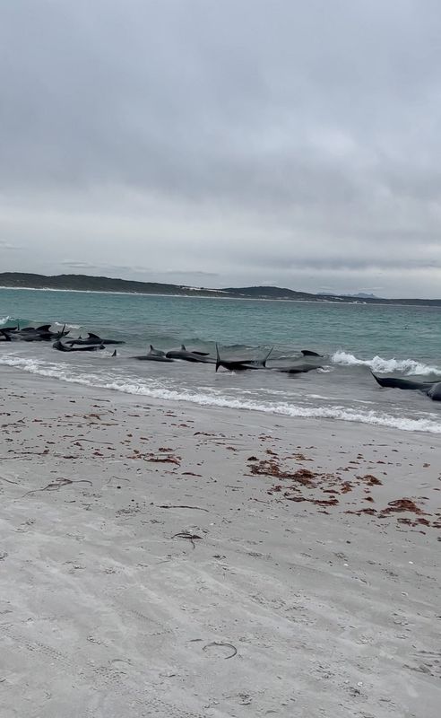 &copy; Reuters. مشهد لحيتان طيارة جنحت على شاطئ تشينز في أستراليا يوم الثلاثاء في صورة ثابتة مأخوذة من وسائل التواصل الاجتماعي. حصلت رويترز على هذه الصورة م
