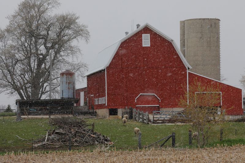 &copy; Reuters. FILE PHOTO: Snow falls on a farm in the Racine County town of Union Grove, Wisconsin, U.S., April 27, 2019. REUTERS/Brian Snyder/File Photo