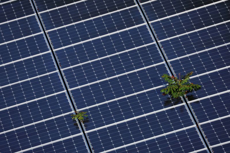 &copy; Reuters. FILE PHOTO: Plants grow through an array of solar panels in Fort Lauderdale, Florida, U.S., May 6, 2022.   REUTERS/Brian Snyder/File Photo