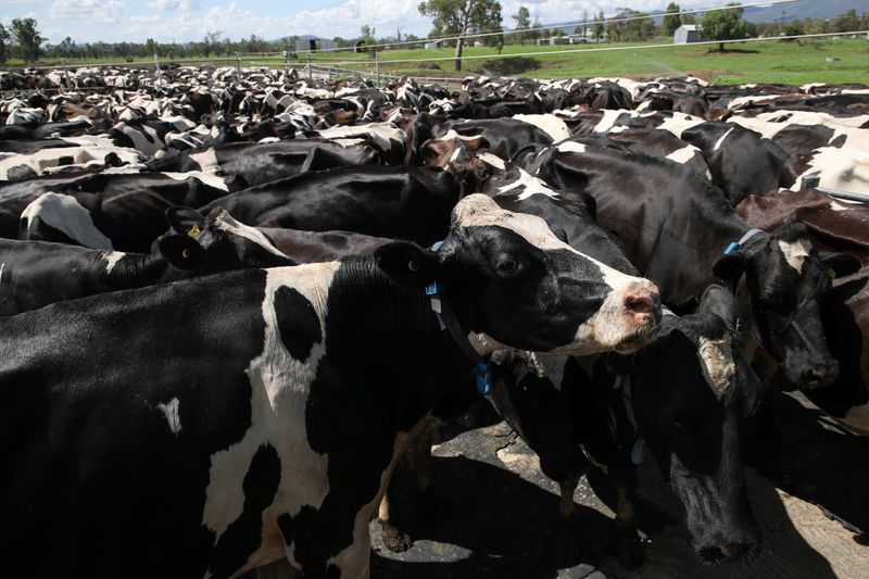 Indonesia suspende algunas importaciones de ganado de Australia tras hallar vacas con dermatosis nodular contagiosa