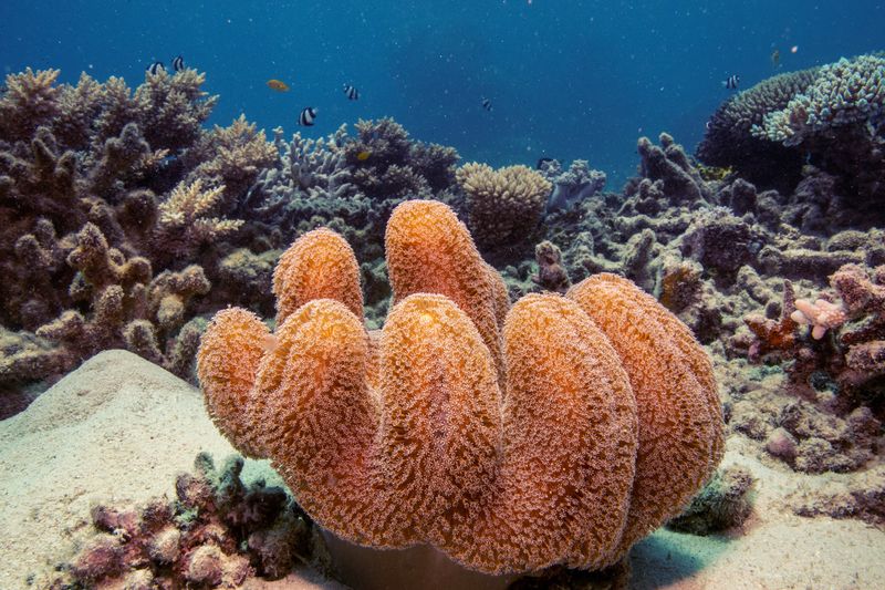 Australia's Great Barrier Reef off UNESCO danger list, still under 'serious threat'