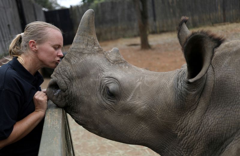 &copy; Reuters. حيوان وحيد القرن في جنوب أفريقيا بصورة من أرشيف رويترز.