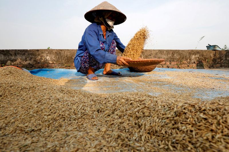 &copy; Reuters. FILE PHOTO: A farmer harvests rice by a paddy field outside Hanoi, Vietnam June 10, 2019. REUTERS/Kham/File Photo