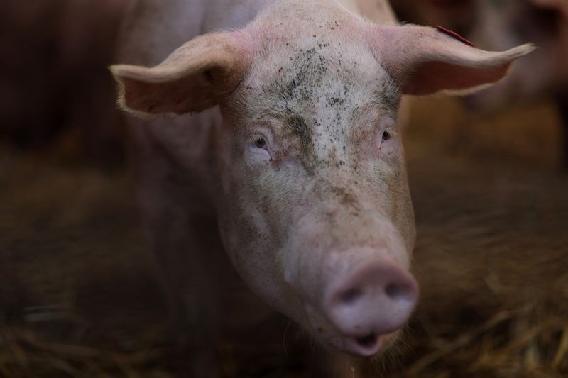 &copy; Reuters. FILE PHOTO: A pregnant sow stands inside the hoop barn, which features access to an outdoor fenced concrete pasture at Randy Hutton Jr.’s farm, an independent farm with Niman Ranch in Chestertown, Maryland, U.S., July 27, 2023. REUTERS/Leah Millis/File 