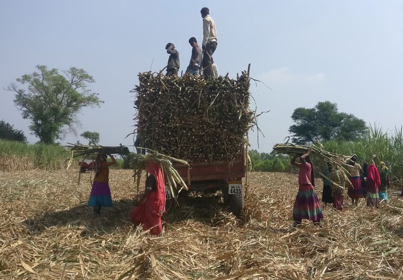 &copy; Reuters. FOTO DE ARCHIVO: Trabajadores cargan caña de azúcar cosechada en un remolque en un campo en la aldea de Gove en el estado occidental de Maharashtra, India. 10 de noviembre, 2018. REUTERS/Rajendra Jadhav/Archivo