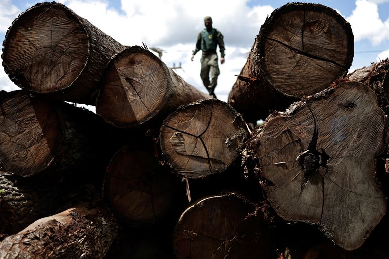 &copy; Reuters. FOTO DE ARCHIVO: Un agente del Instituto Brasileño de Medio Ambiente y Recursos Naturales Renovables (IBAMA) inspecciona un árbol extraído de la selva amazónica, en un aserradero durante una operación para combatir la deforestación, en Placas, Estad