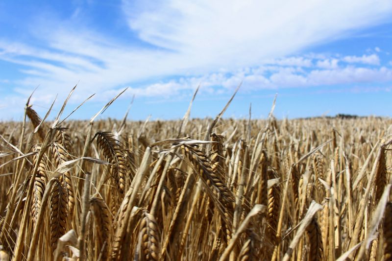 &copy; Reuters. FILE PHOTO: The crop is seen in a barley field at a farm near Moree, an inland town in New South Wales, Australia October 27, 2020. Picture taken October 27, 2020. REUTERS/Jonathan Barrett/File Photo