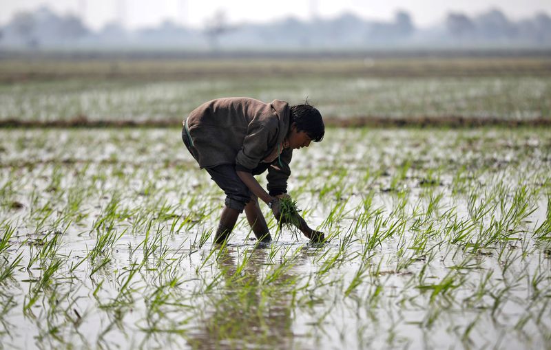 &copy; Reuters. FILE PHOTO: A farmer plants saplings in a paddy field on the outskirts of Ahmedabad, India, January 31, 2020. Picture taken January 31, 2020. REUTERS/Amit Dave/File Photo